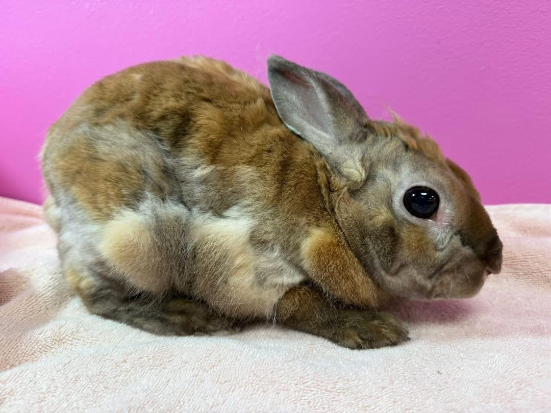 Stroopwafel, Adult Male unknown
