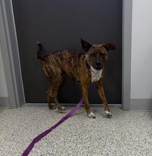 Enlarge Penelope, a ADOPTABLE mixed breed in Liberty, MO image 4/4