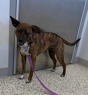 Enlarge Penelope, a ADOPTABLE mixed breed in Liberty, MO image 2/4