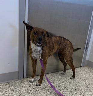 Penelope, ADOPTABLE, Young Female Pit Bull Terrier.