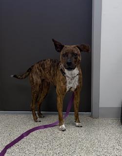 Enlarge Penelope, a ADOPTABLE mixed breed in Liberty, MO image 3/4