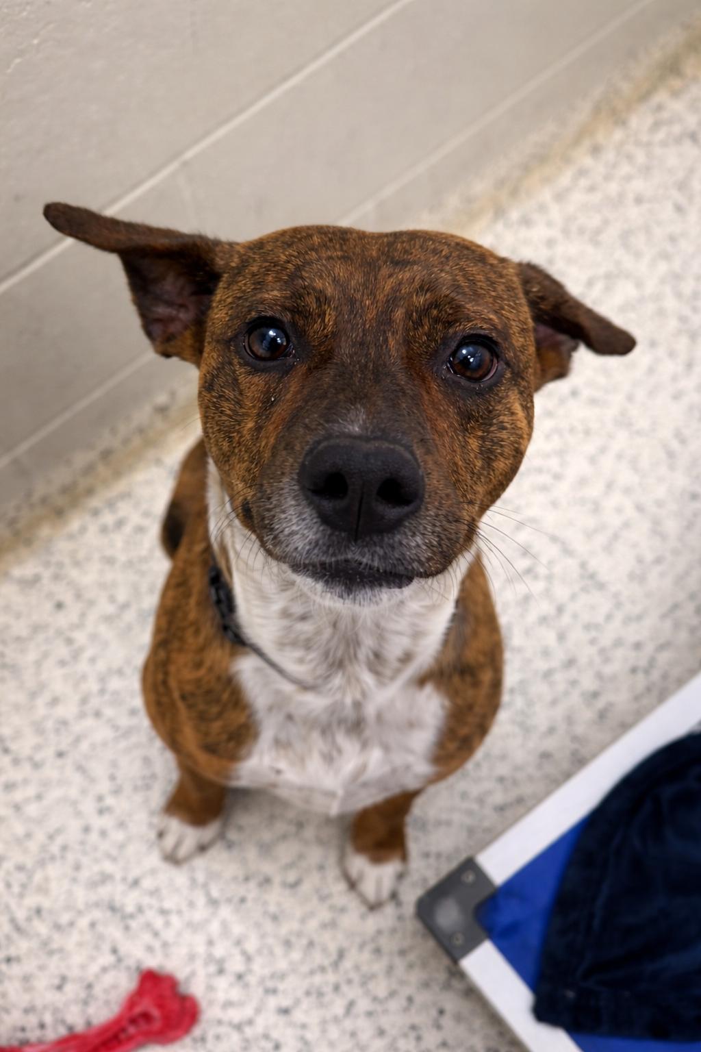 Enlarge Penelope, an adopted Plott Hound in Liberty, MO image 1/3