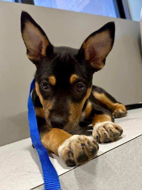 Trio $550, Adoptable, Puppy Female Miniature Pinscher.