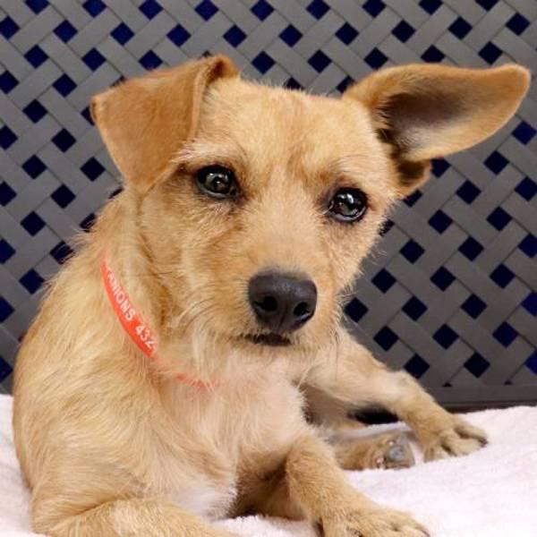 Enlarge Pepe, a Adoptable mixed breed in Fort Davis, TX image 2/2