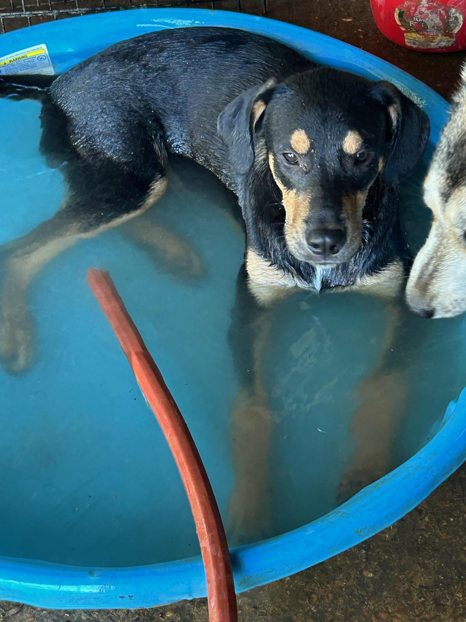 Gunner, a Adoptable mixed breed in Chalfont, PA image 2/4