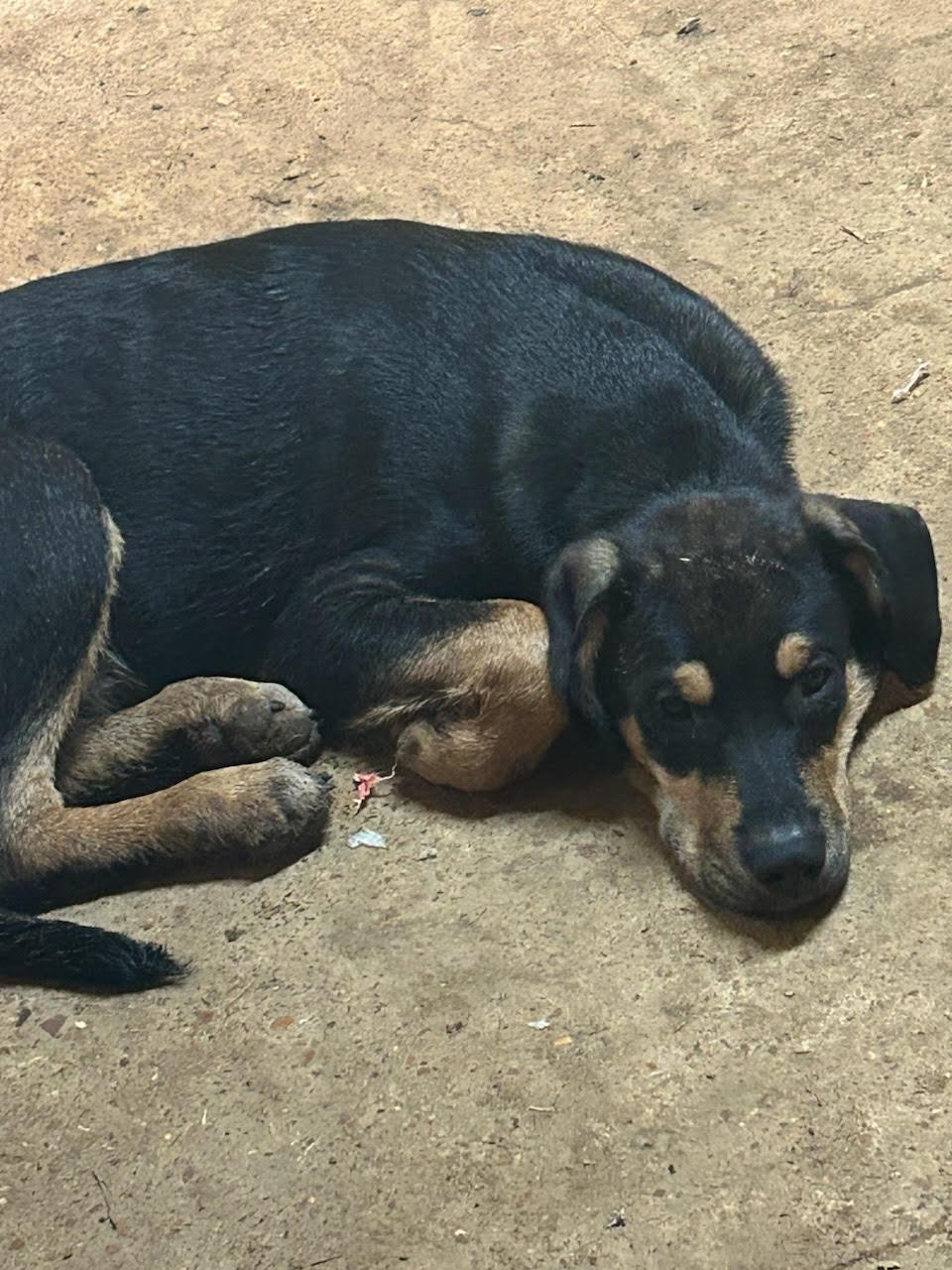 Gunner, a Adoptable mixed breed in Chalfont, PA image 3/4