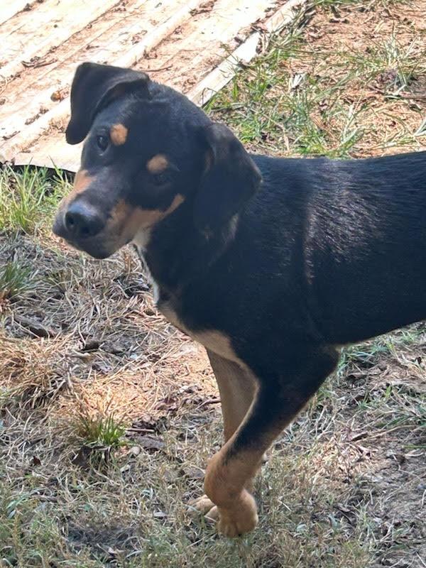 Gunner, a Adoptable mixed breed in Chalfont, PA image 4/4