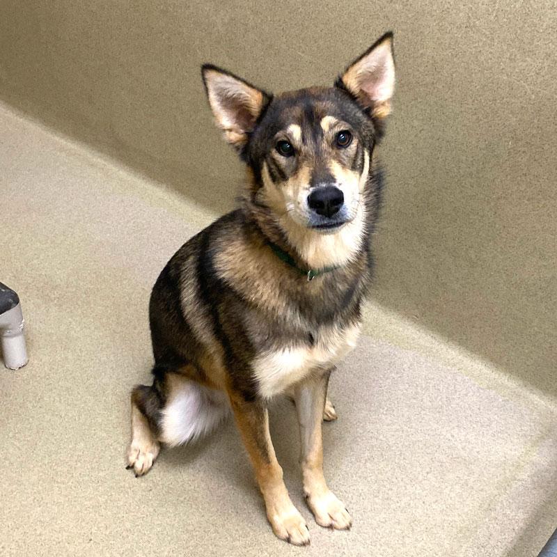Lady, Adopted, Young Female Husky & Shepherd.