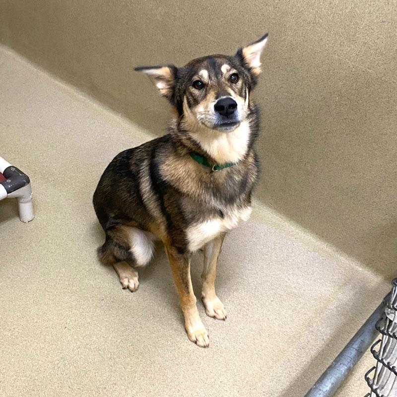 Enlarge Lady, a Adopted mixed breed in Monroe, GA image 2/3