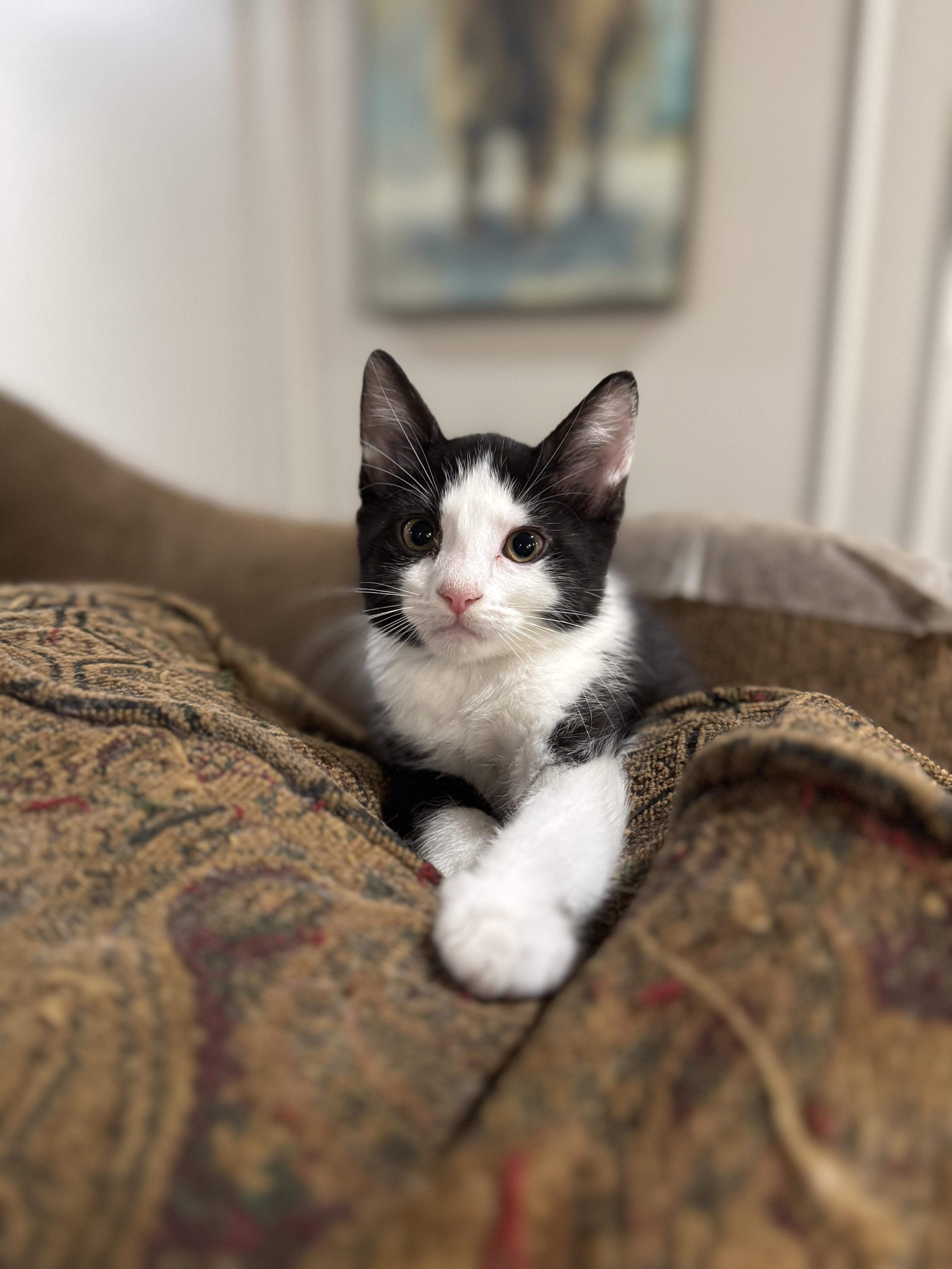 Cookie, a Adoptable mixed breed in North Richland Hills, TX image 1/4