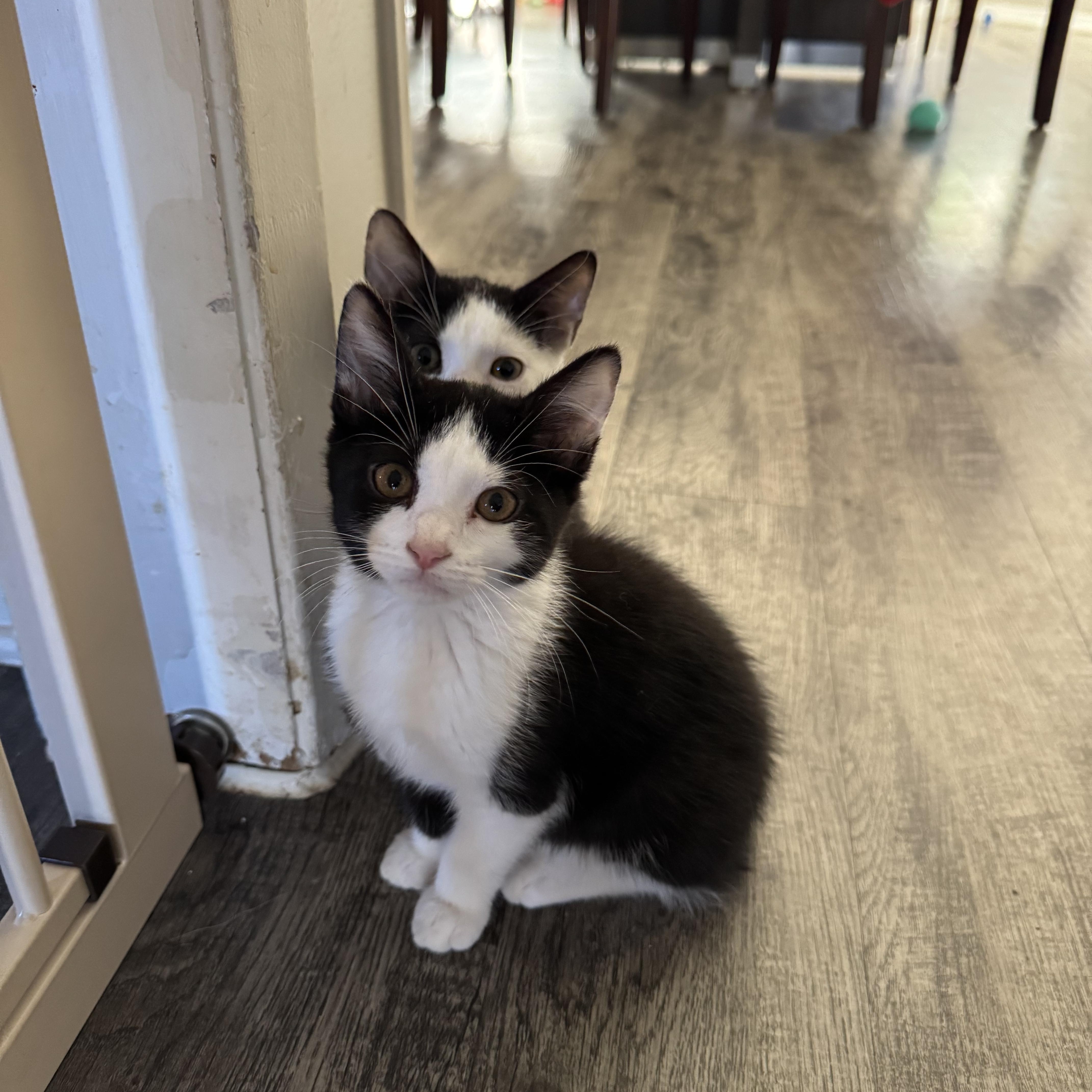 Cookie, a Adoptable mixed breed in North Richland Hills, TX image 4/4