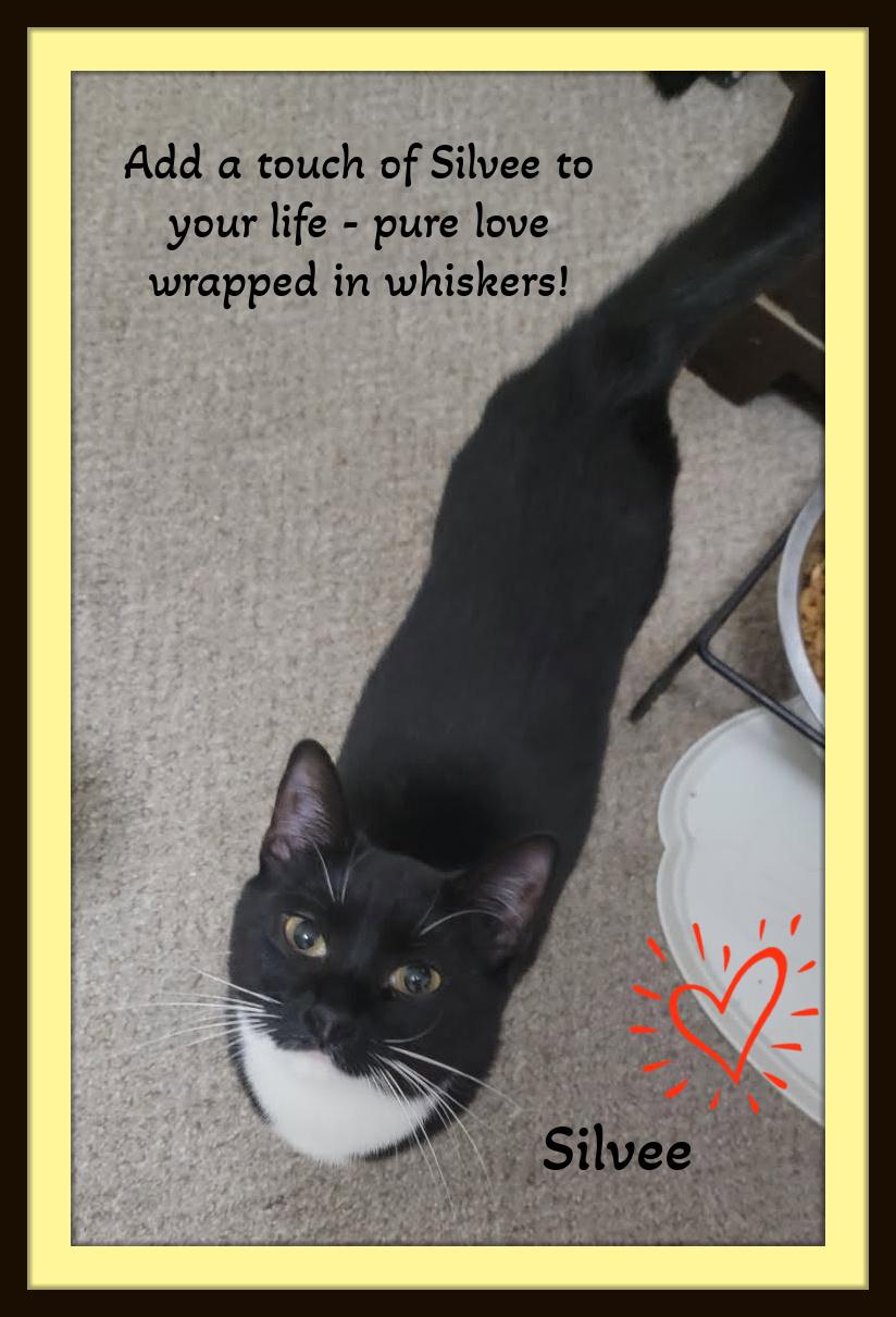 Enlarge Silvee  - A classy tuxedo girl with a sparkle in her step., a Adoptable Domestic Short Hair in Winston Salem, NC image 5/6