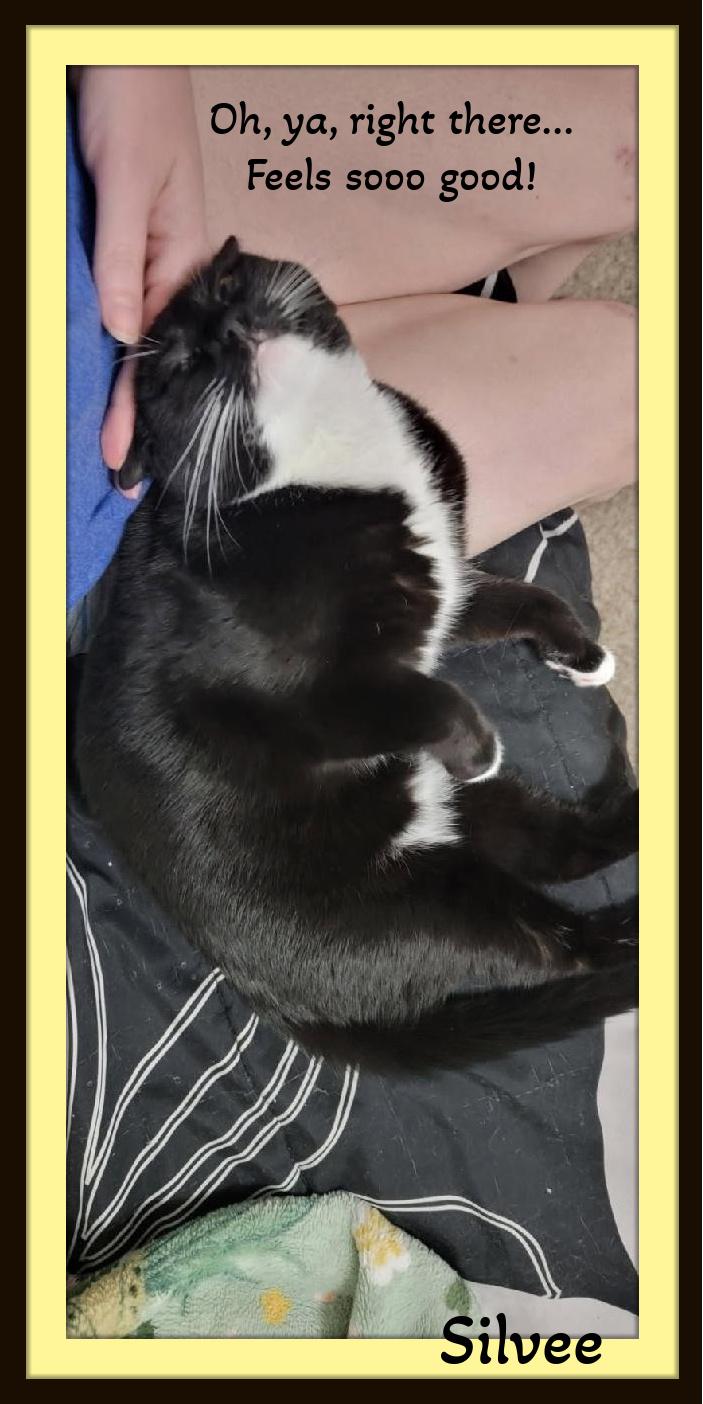 Enlarge Silvee  - A classy tuxedo girl with a sparkle in her step., a Adoptable Domestic Short Hair in Winston Salem, NC image 6/6