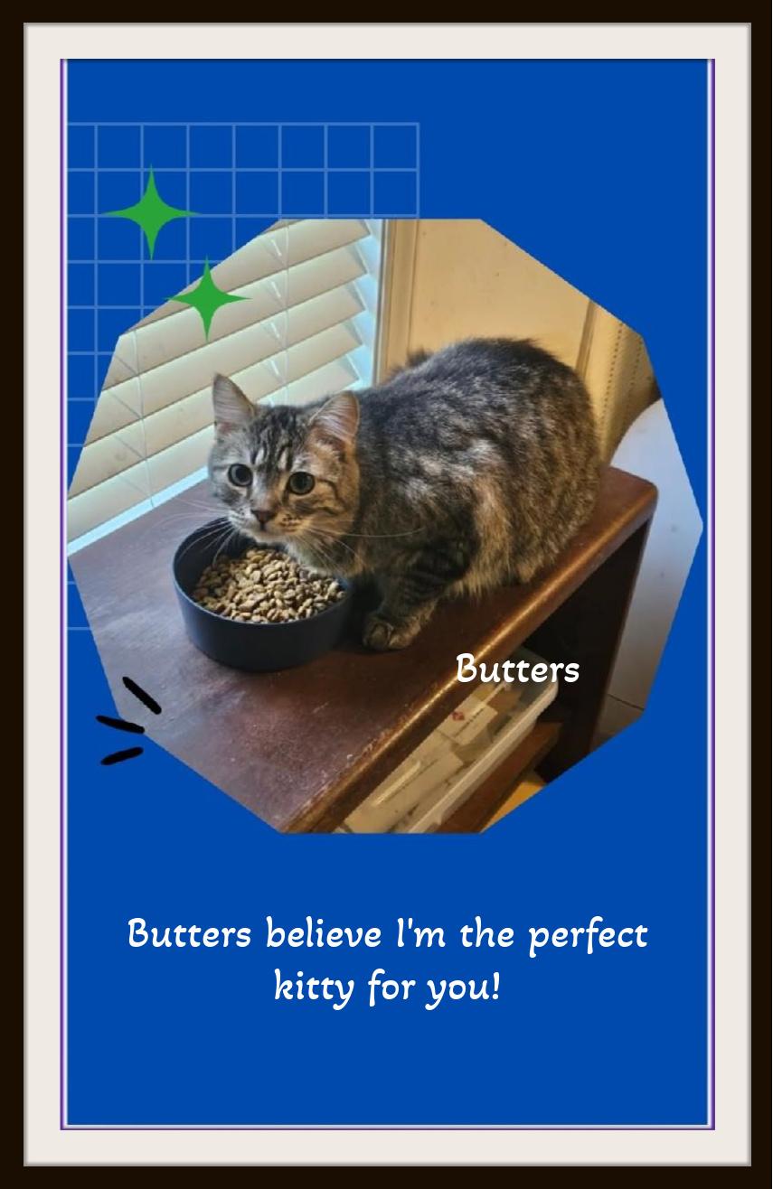 Enlarge Silvee  - A classy tuxedo girl with a sparkle in her step., a Adoptable Domestic Short Hair in Winston Salem, NC image 1/6