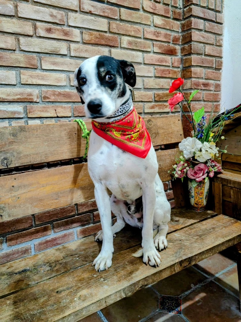 Enlarge Lucas, a Adoptable mixed breed in Capitol Heights , MD image 1/6