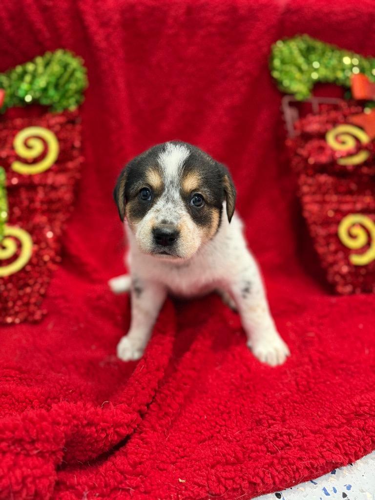 Howdy, Adoptable, Puppy Female Labrador Retriever.