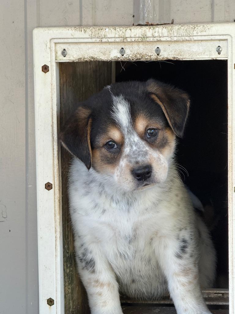Enlarge Howdy, a Adoptable Labrador Retriever in Alvin, TX image 2/2