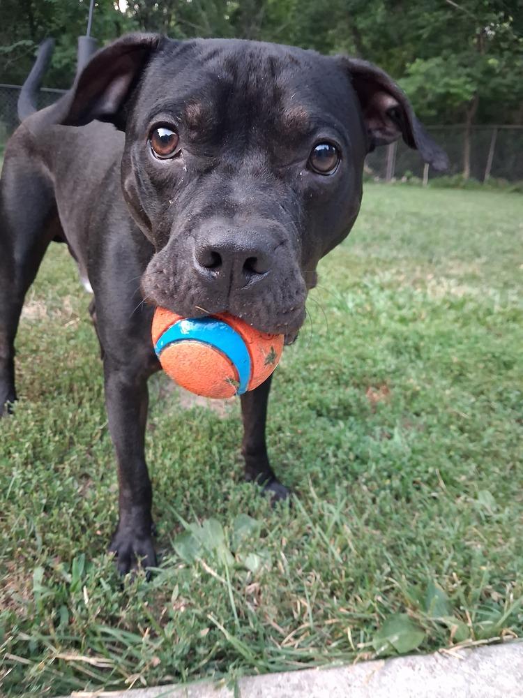 Enlarge Cocoa Puffs (26-072 D, a Adoptable mixed breed in Lansing, MI image 2/6
