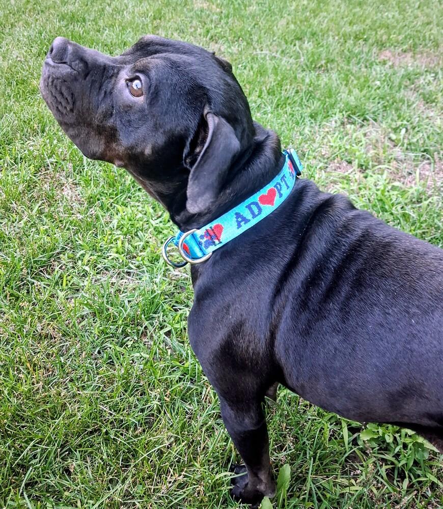Enlarge Cocoa Puffs (26-072 D, a Adoptable mixed breed in Lansing, MI image 5/6