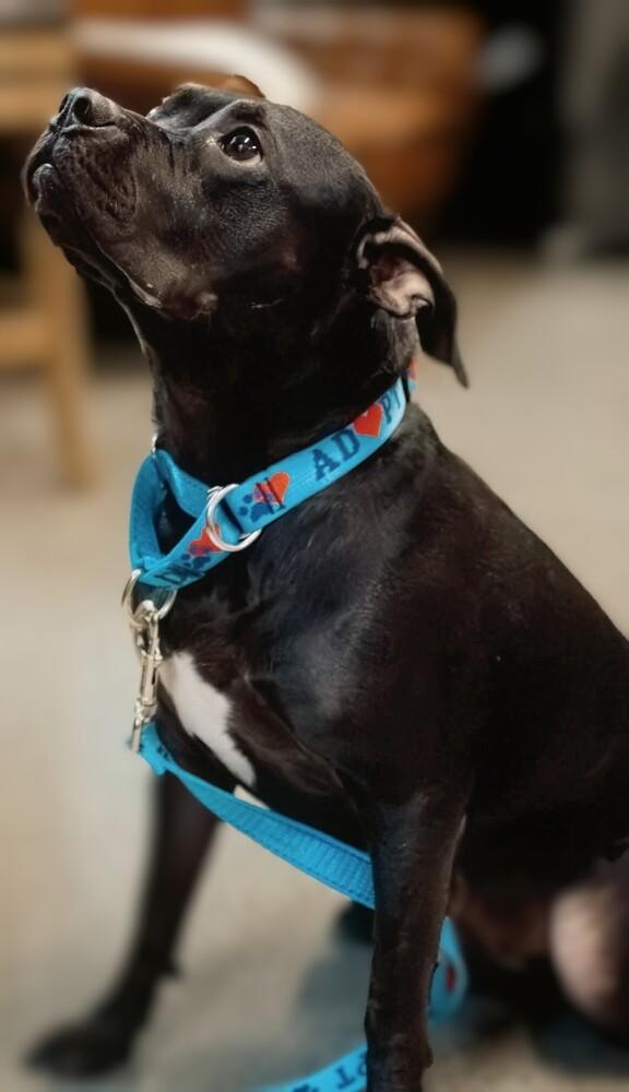 Enlarge Cocoa Puffs (26-072 D, a Adoptable mixed breed in Lansing, MI image 6/6