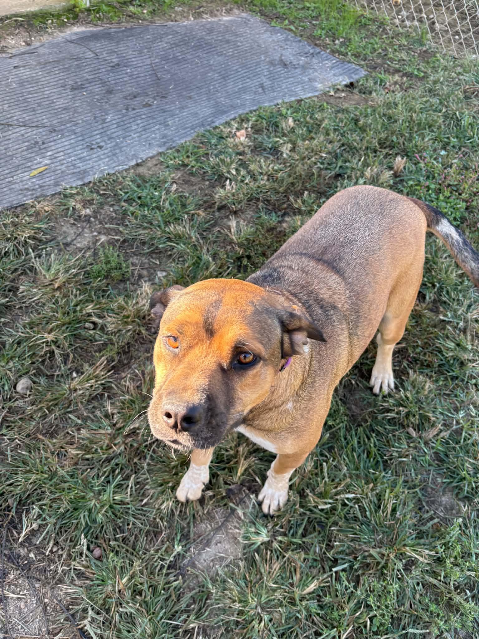 Enlarge Bailey, a Adoptable mixed breed in Talbott, TN image 3/5
