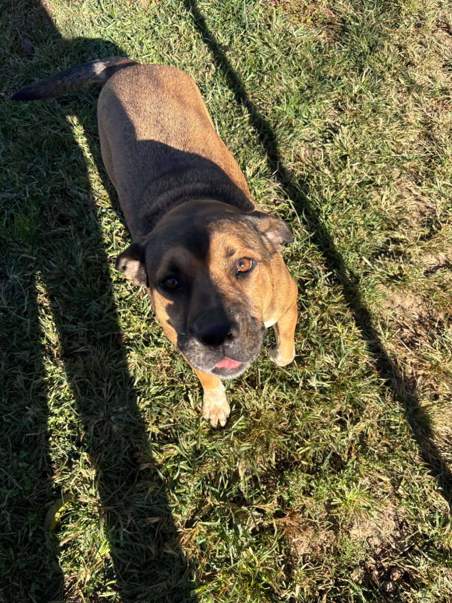 Enlarge Bailey, a Adoptable mixed breed in Talbott, TN image 2/5