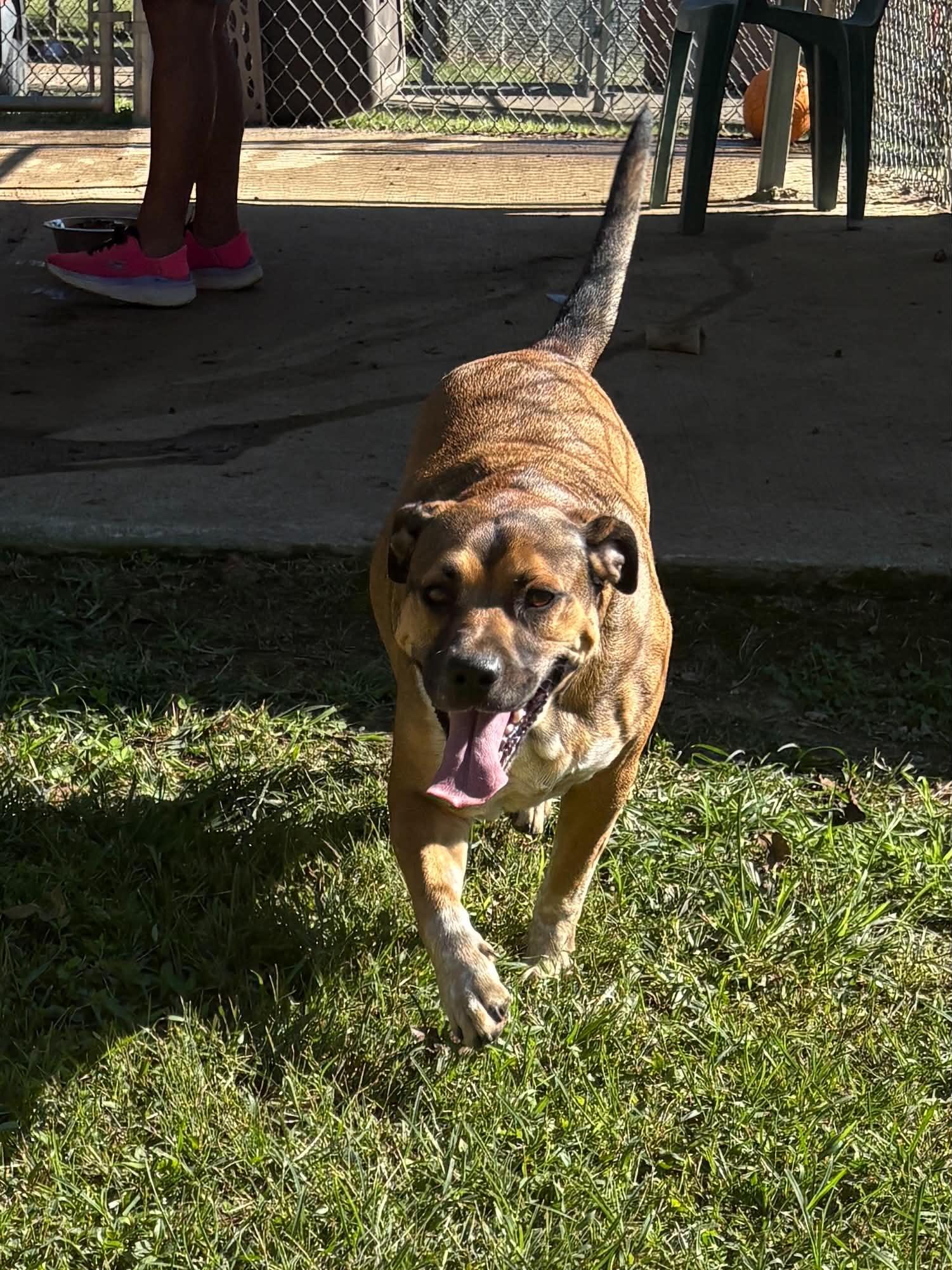 Enlarge Bailey, a Adoptable mixed breed in Talbott, TN image 1/5