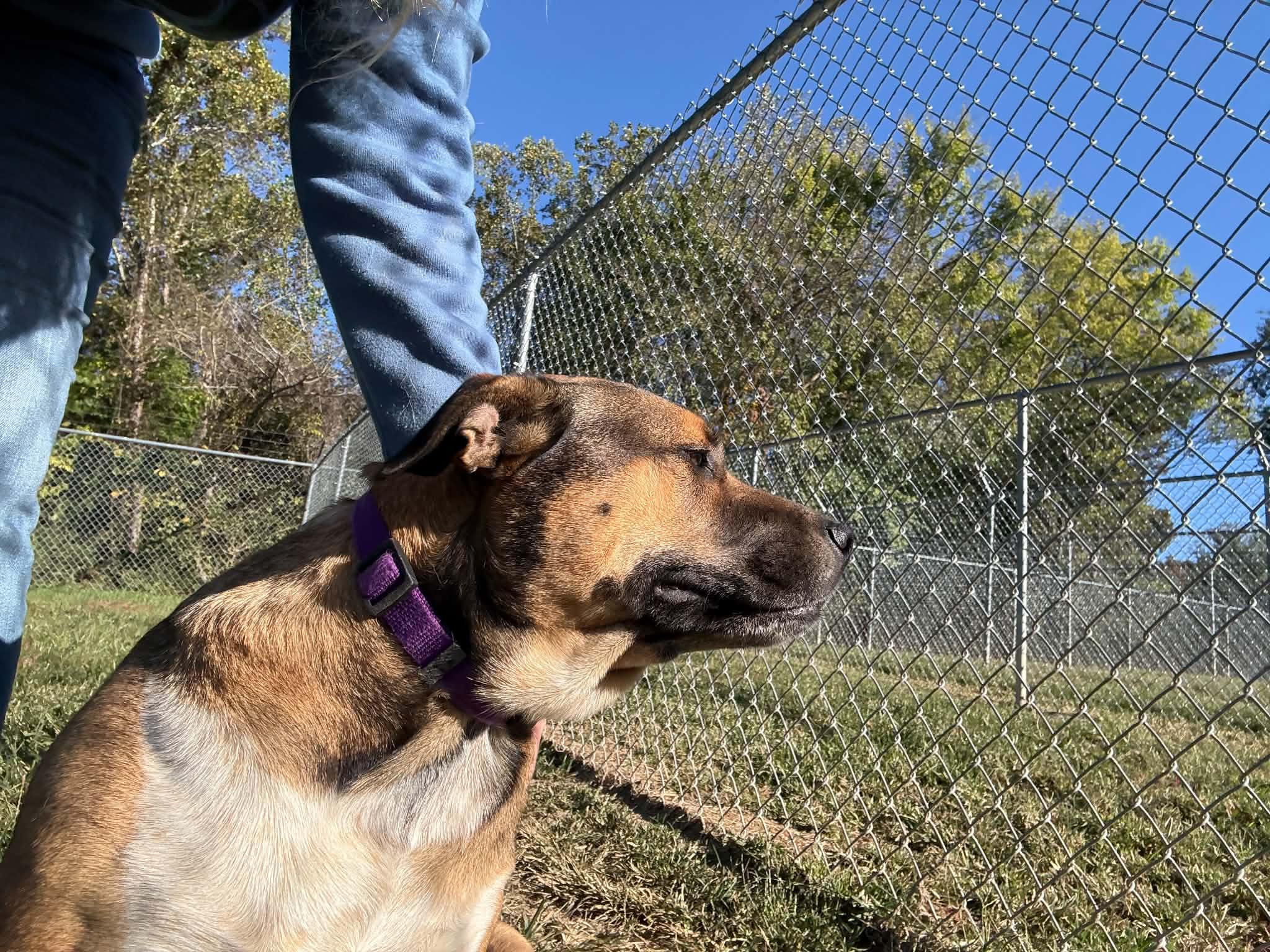 Enlarge Bailey, a Adoptable mixed breed in Talbott, TN image 4/5