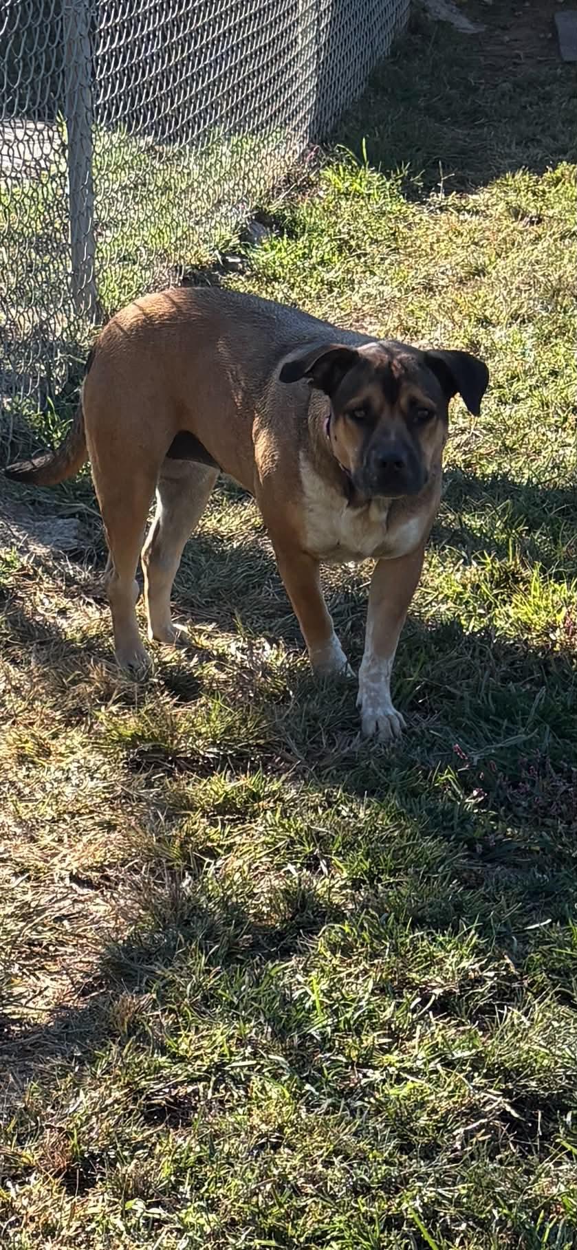 Enlarge Bailey, a Adoptable mixed breed in Talbott, TN image 5/5