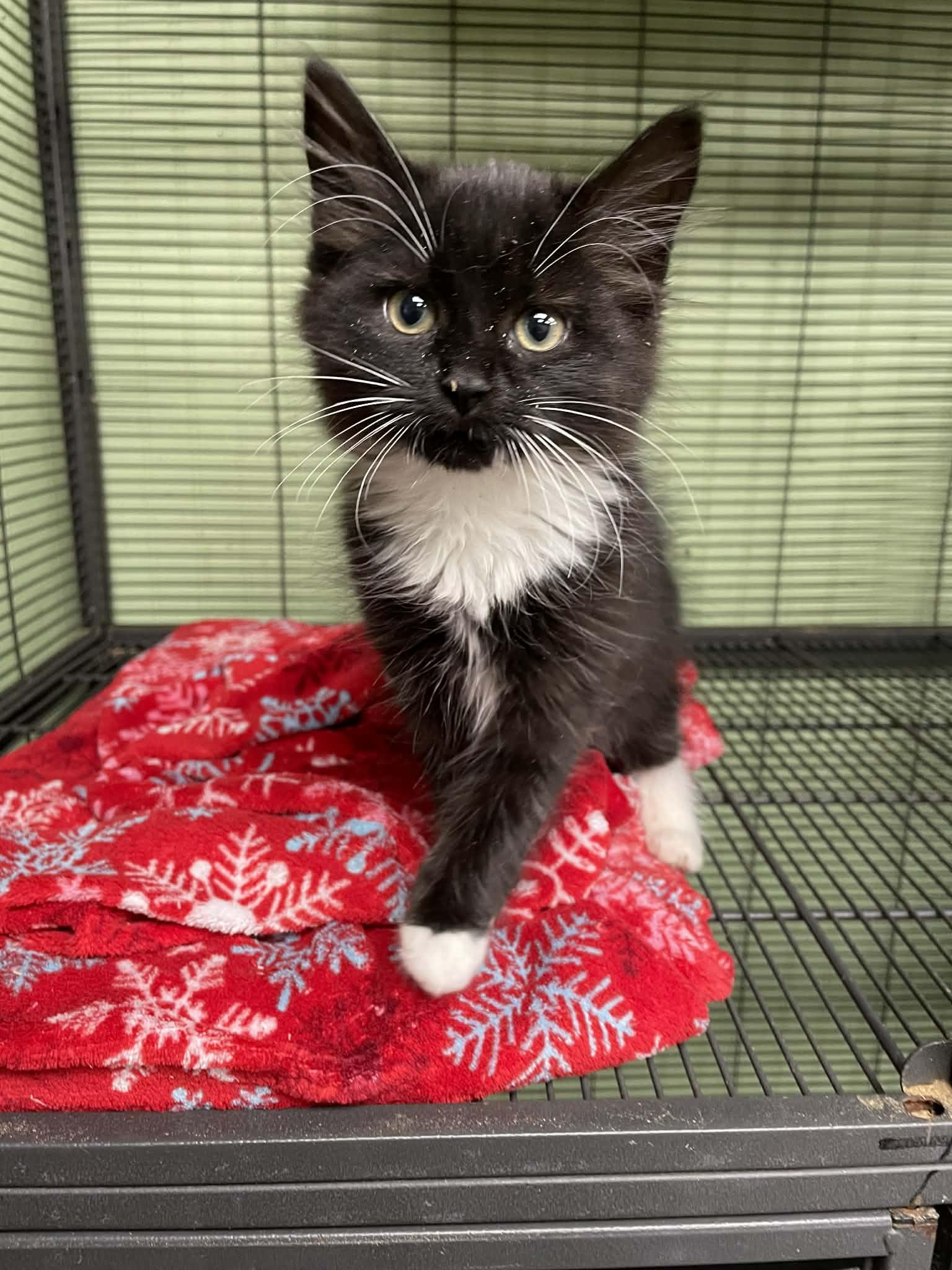 Leah, ADOPTABLE, Young Female Domestic Long Hair.