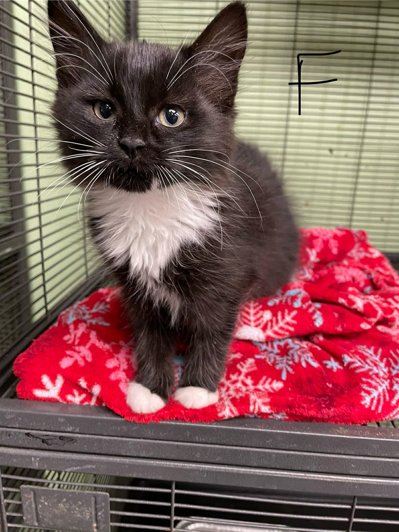 Enlarge Leah, a ADOPTABLE Domestic Long Hair in Bishopville, SC image 3/3