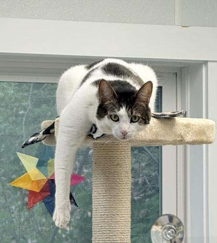 Griffin, Adoptable, Young Male Domestic Short Hair.