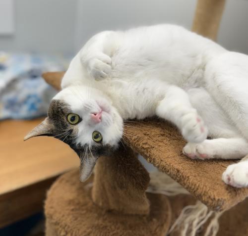 Enlarge Griffin, a Adoptable Domestic Short Hair in St. Johnsbury, VT image 2/3