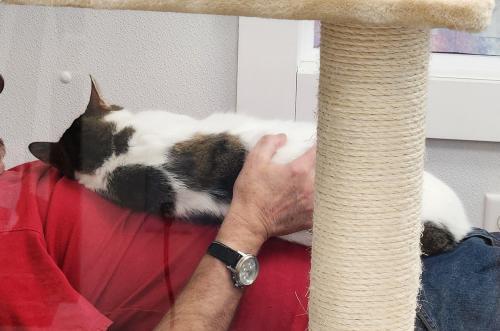 Enlarge Griffin, a Adoptable Domestic Short Hair in St. Johnsbury, VT image 3/3