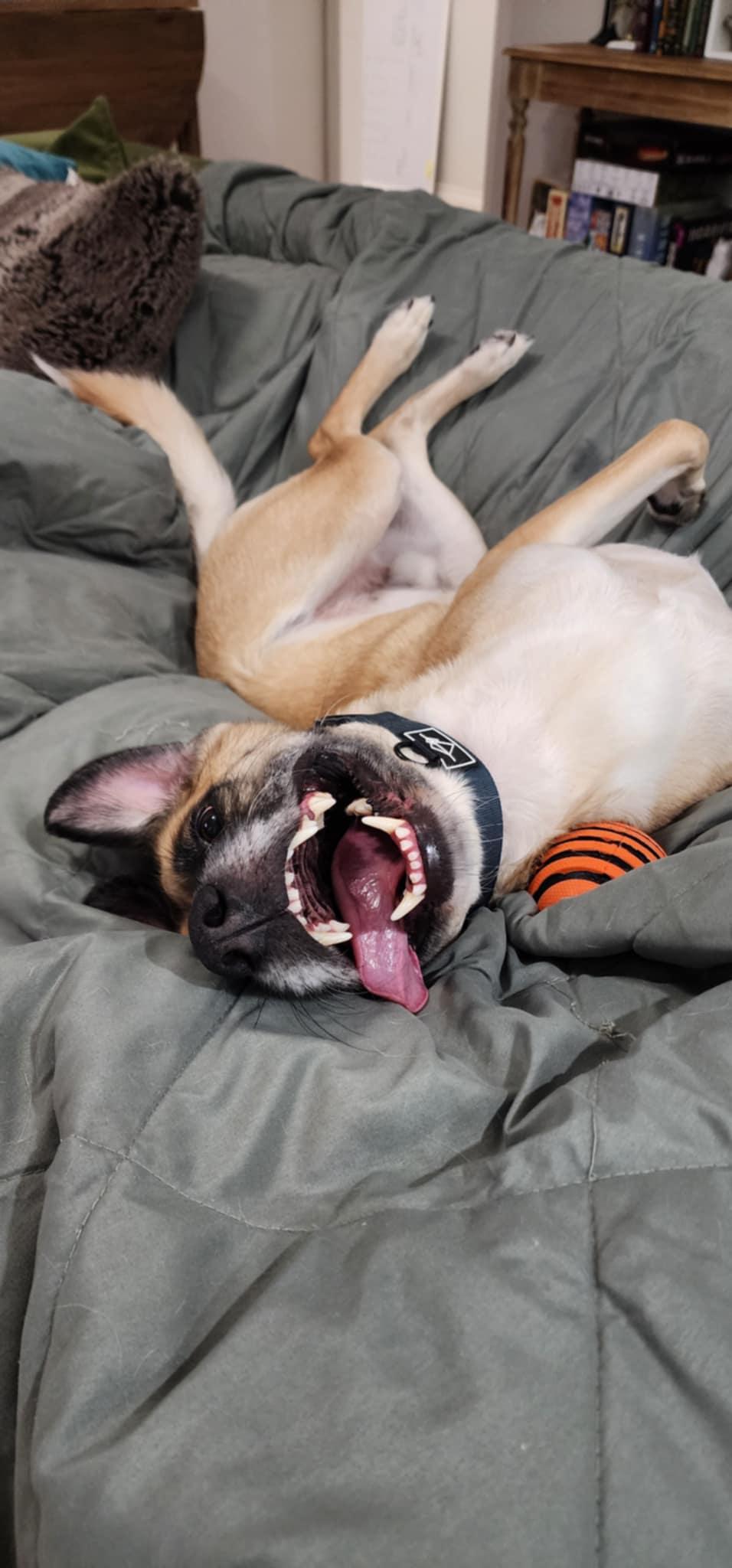 Enlarge Winn-Dixie (Aka Winn), a Adoptable mixed breed in Portland, OR image 4/6