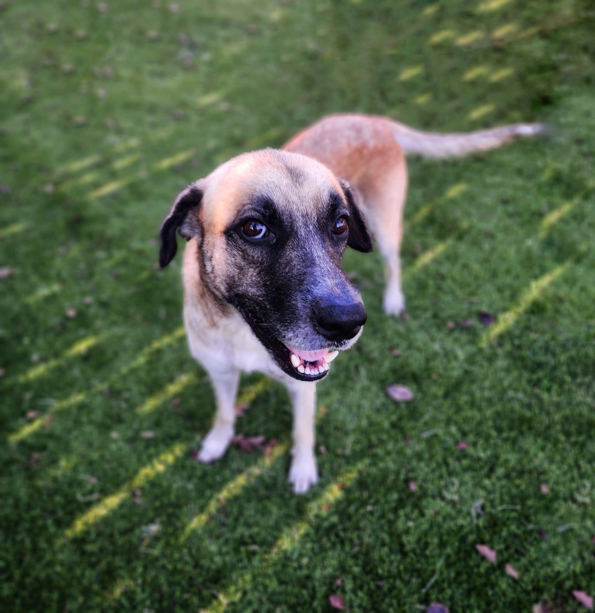 Enlarge Winn-Dixie (Aka Winn), a Adoptable mixed breed in Portland, OR image 3/6