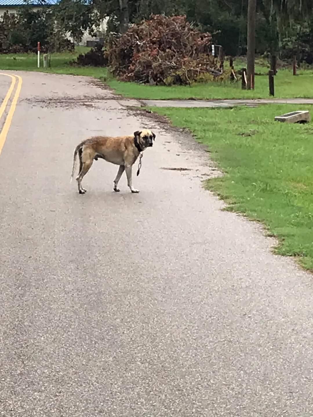 Enlarge Winn-Dixie (Aka Winn), a Adoptable mixed breed in Portland, OR image 5/6