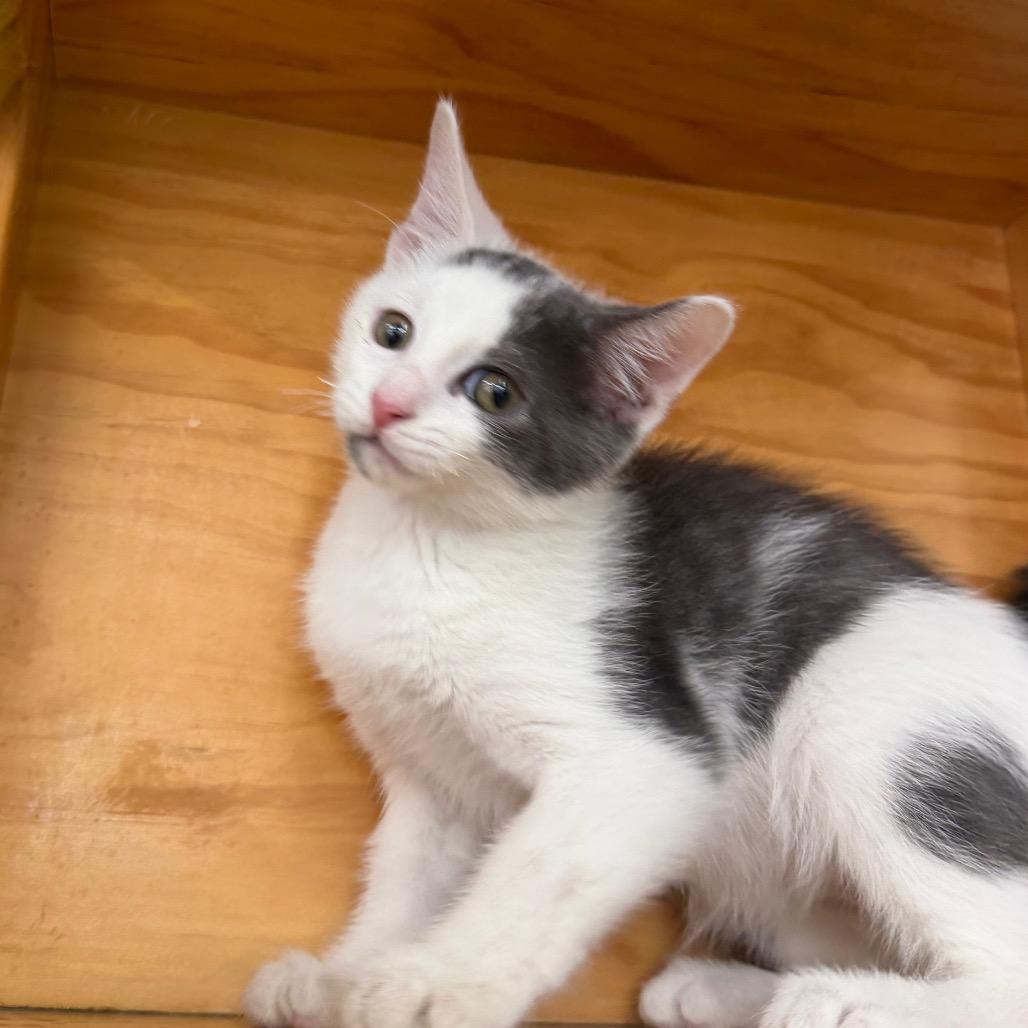 Enlarge Atticus, a Adoptable Domestic Short Hair in Montgomery, AL image 1/5