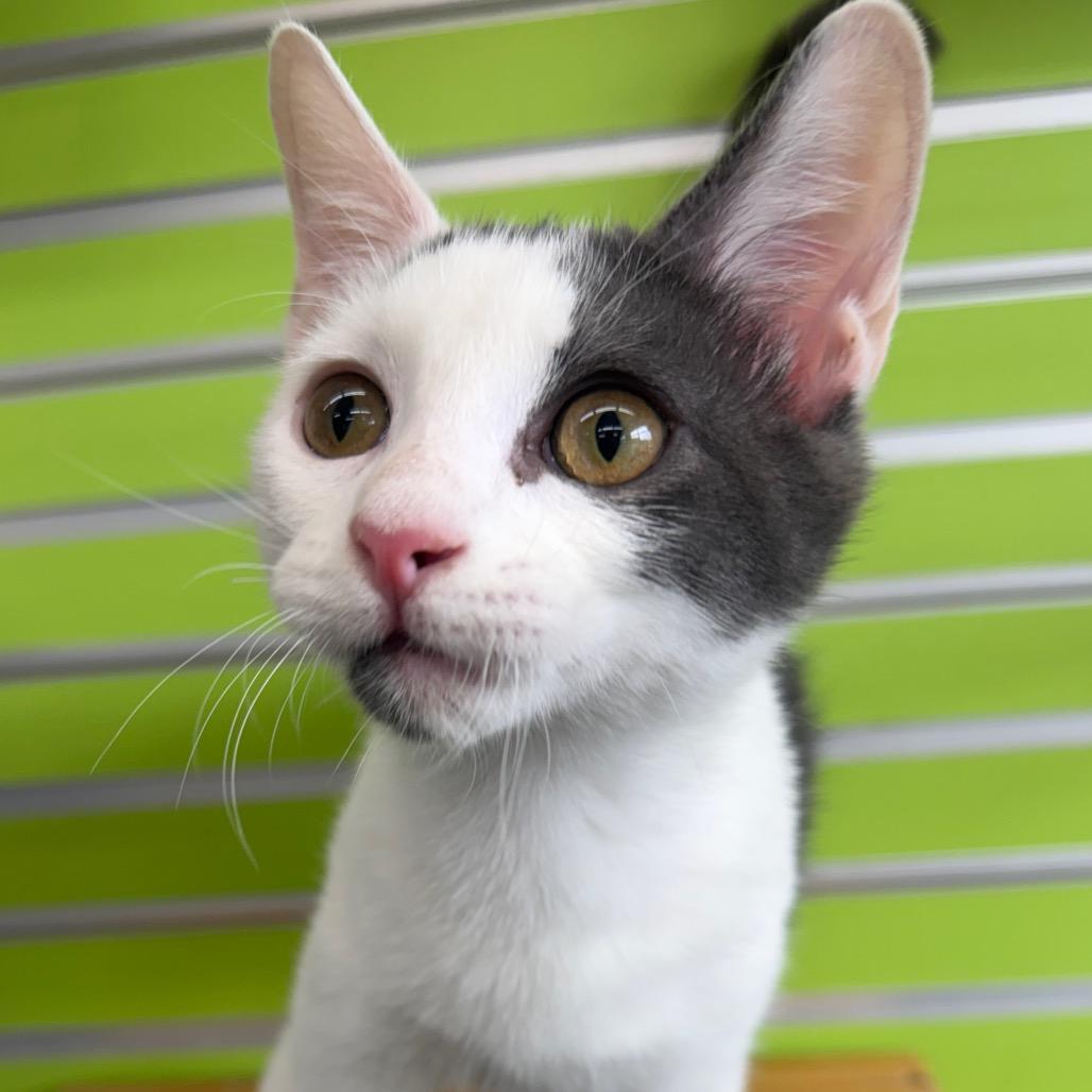 Enlarge Atticus, a Adoptable Domestic Short Hair in Montgomery, AL image 2/5