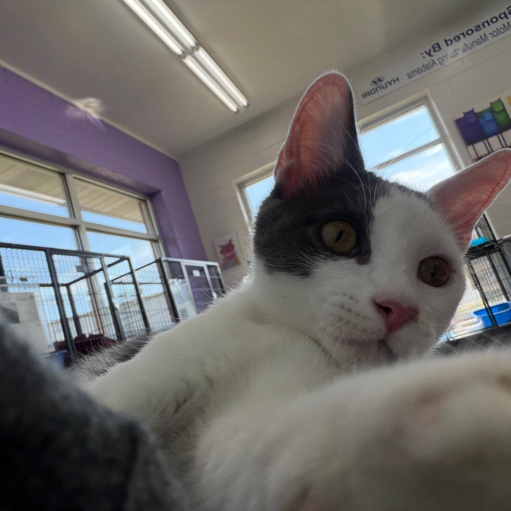 Enlarge Atticus, a Adoptable Domestic Short Hair in Montgomery, AL image 3/5