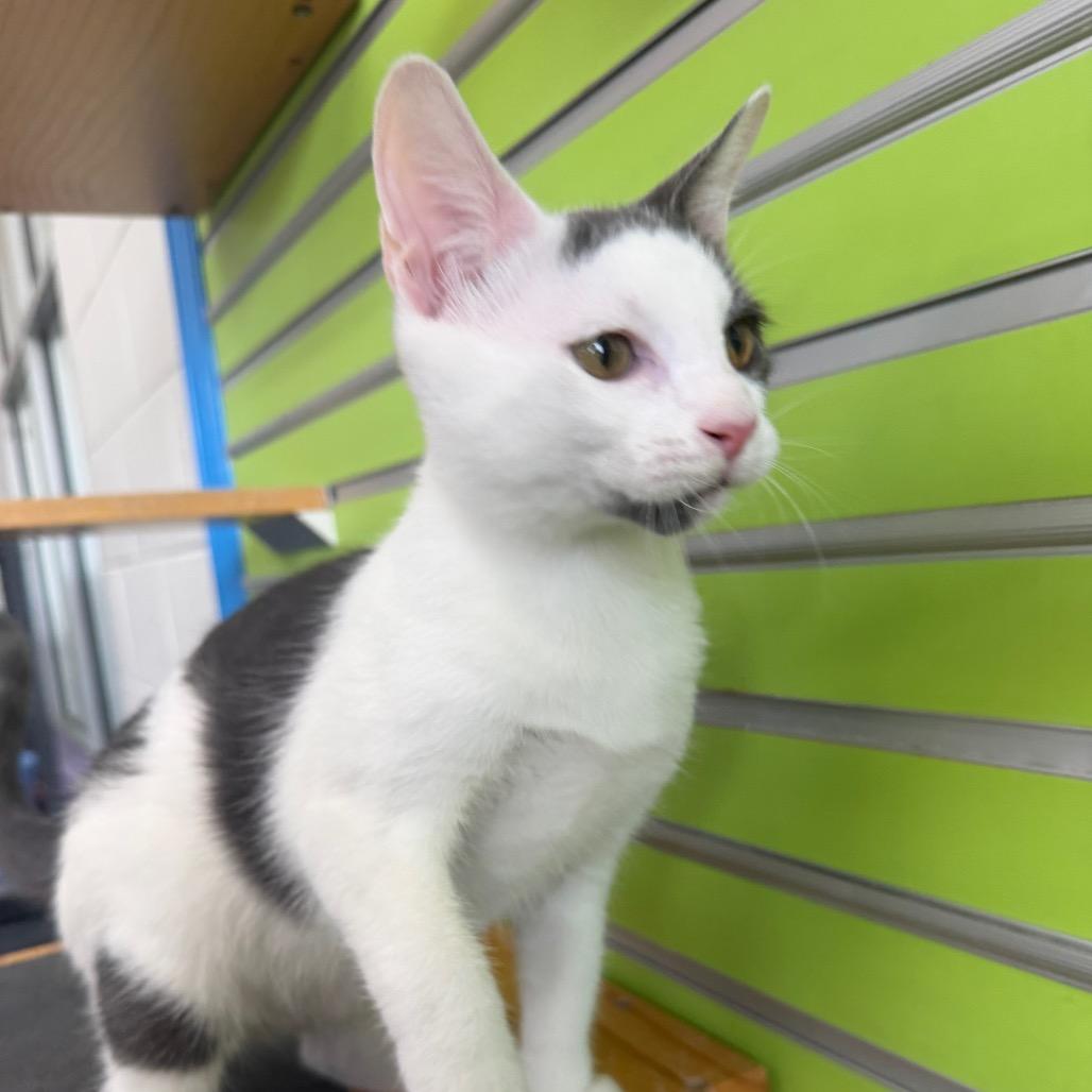 Enlarge Atticus, a Adoptable Domestic Short Hair in Montgomery, AL image 5/5