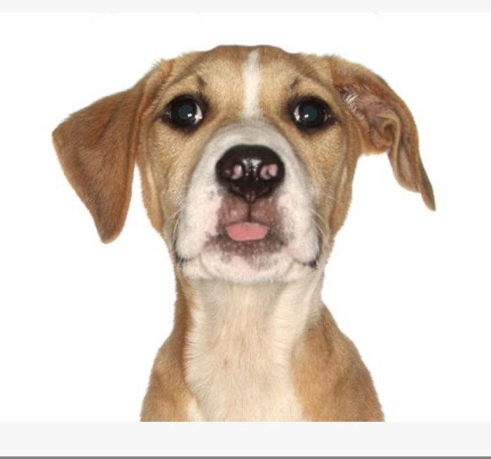 Enlarge Louis, a Adoptable Labrador Retriever in Fort Pierce, FL image 1/1