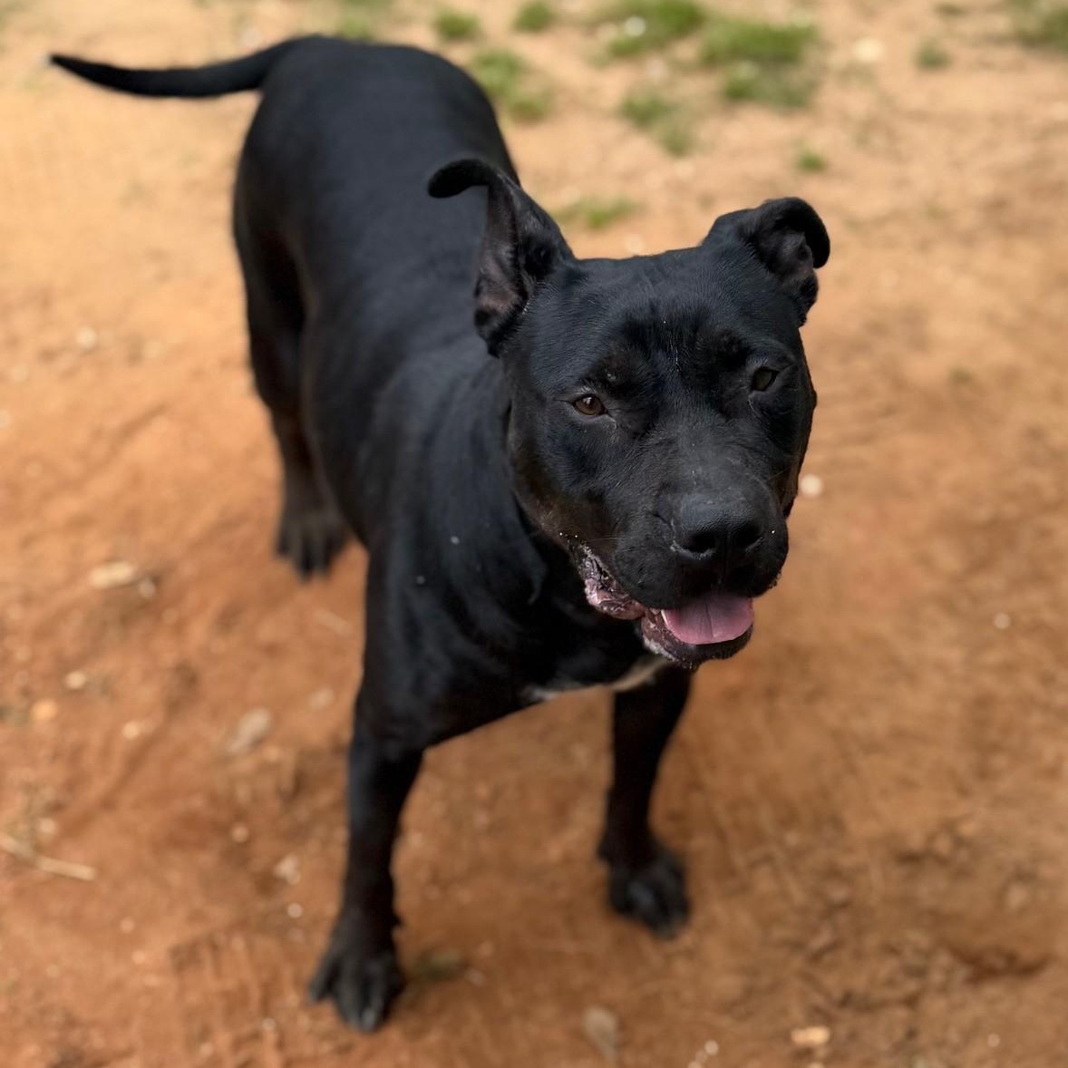Enlarge Carley, a ADOPTABLE Mixed Breed in Summerdale, AL image 1/1