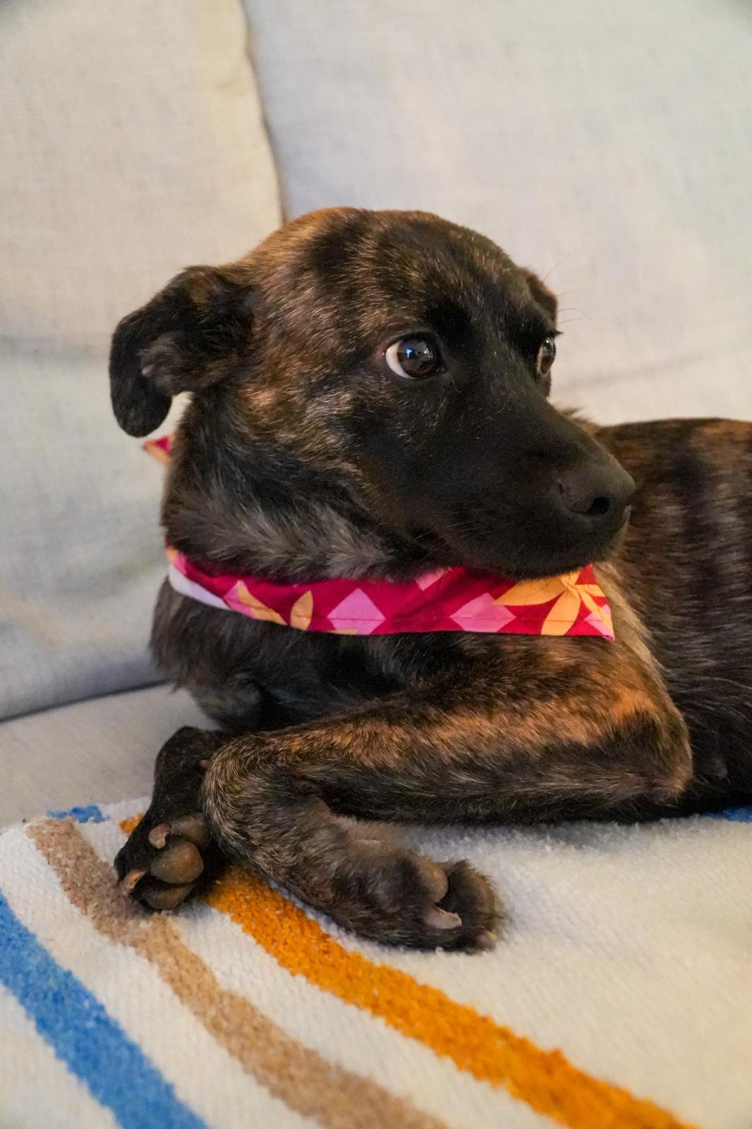 Playita - The Sweet Tripod, adopted, Adult Female Mixed Breed & Mountain Cur.