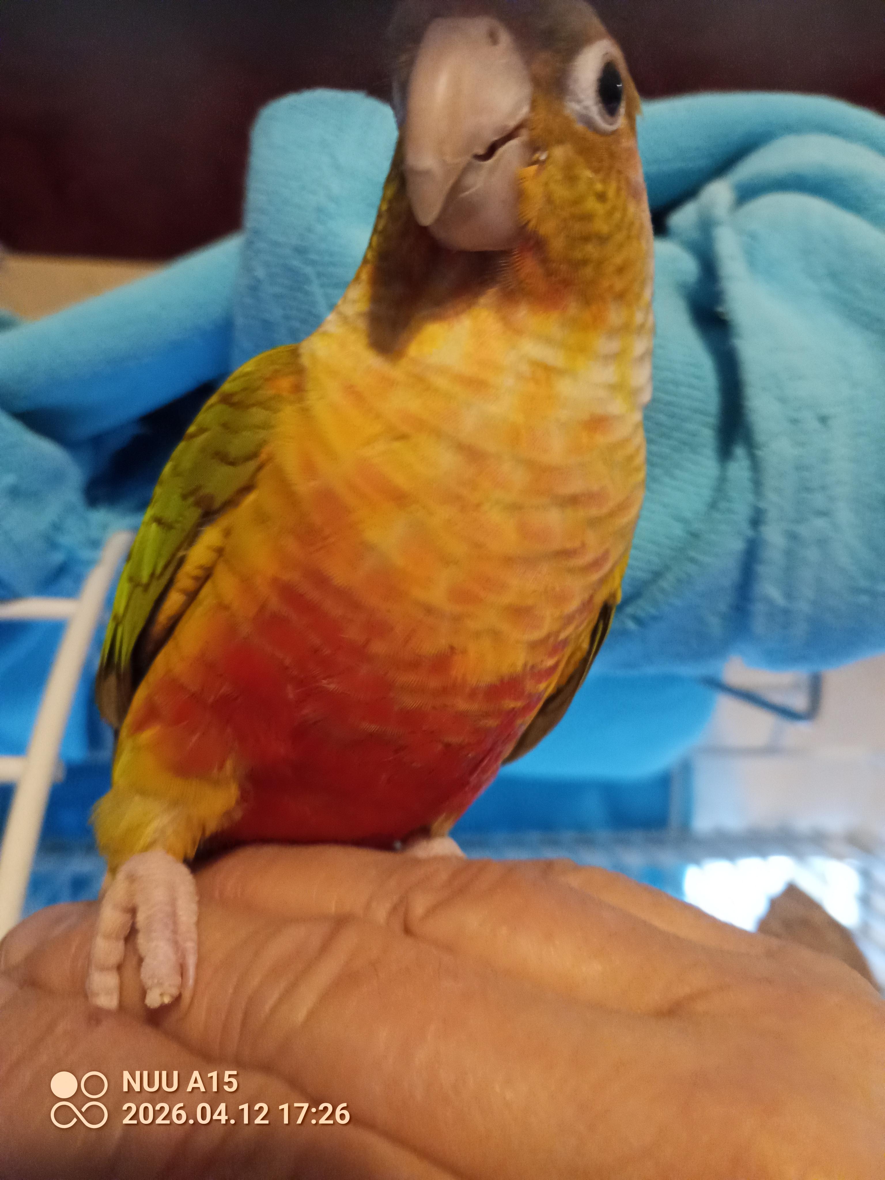 Enlarge Birddog, a Adoptable Conure in Modesto, CA image 2/2
