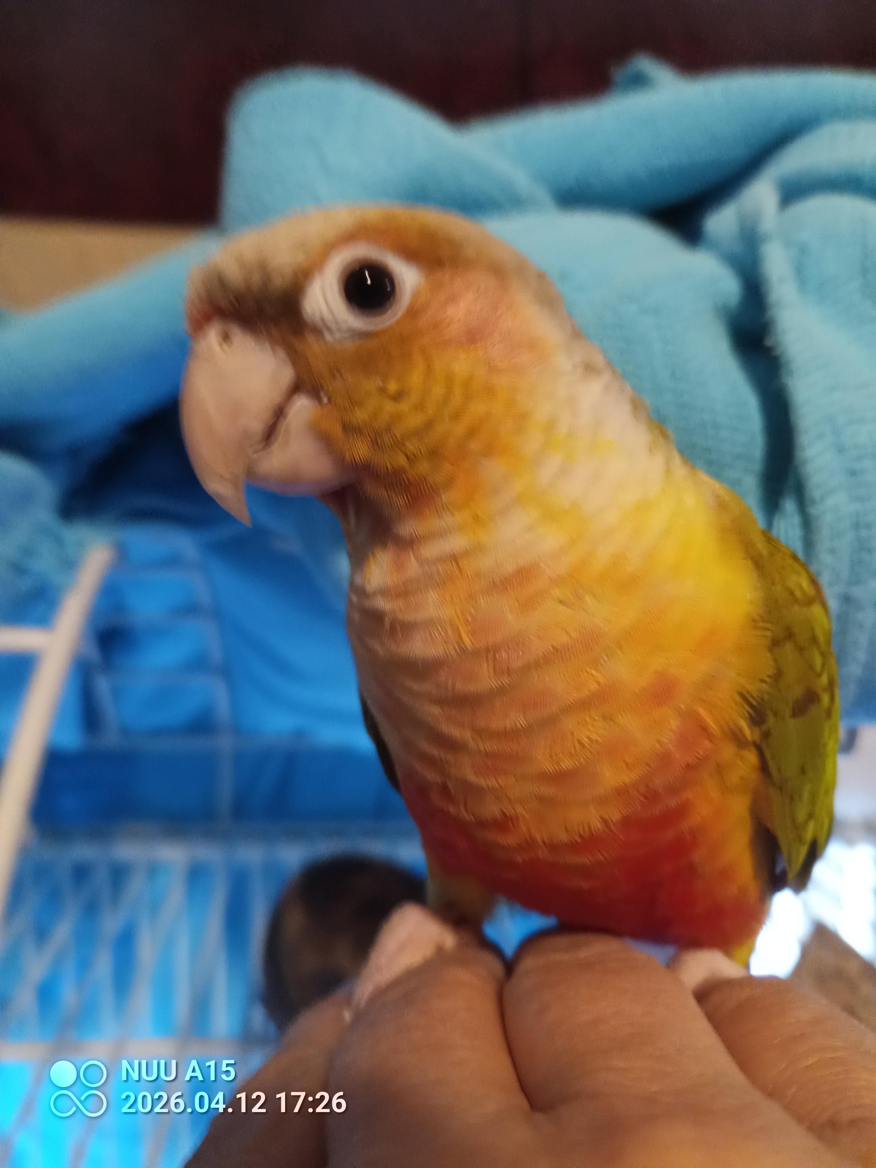 Birddog, Adoptable, Adult Male Conure.