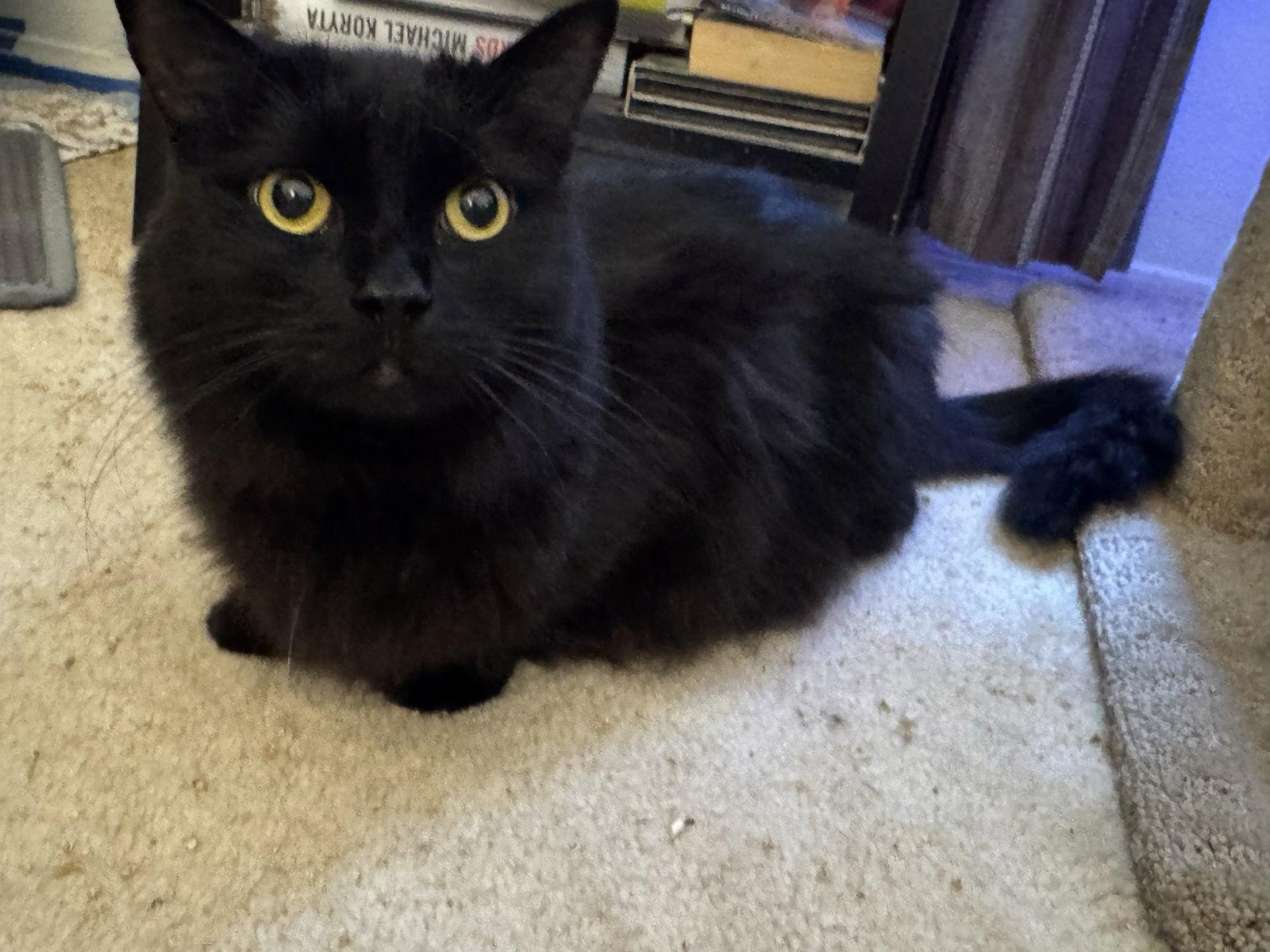 Queens, Adoptable, Adult Female Domestic Medium Hair.