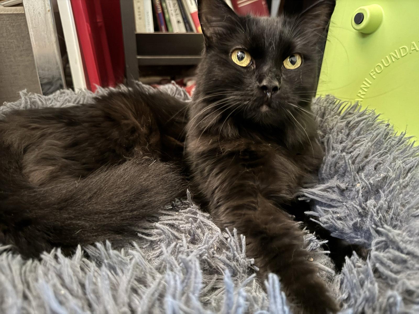 Enlarge Queens, a Adoptable Domestic Medium Hair in Mission Viejo, CA image 2/3