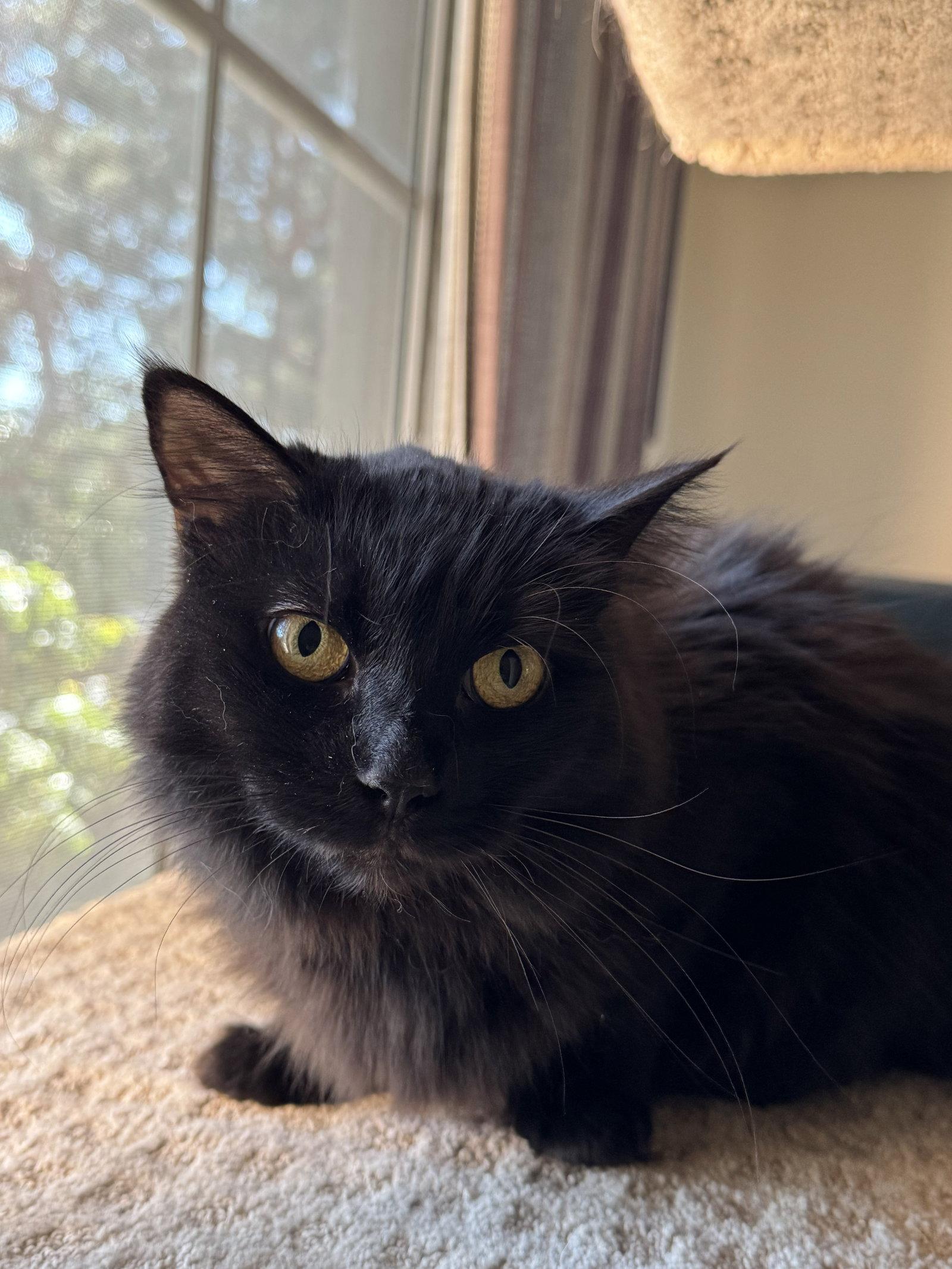Enlarge Queens, a Adoptable Domestic Medium Hair in Mission Viejo, CA image 3/3