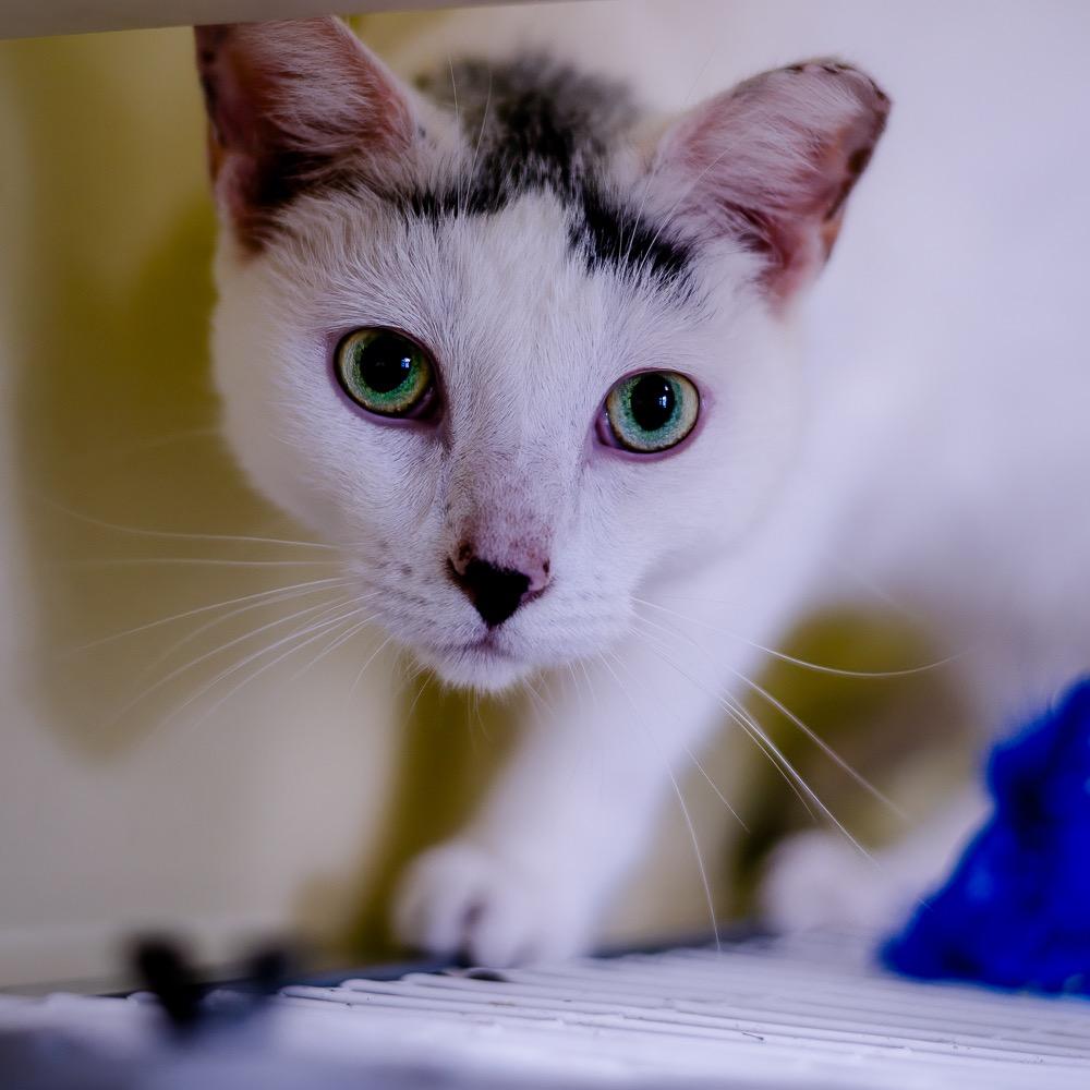 Pebbles, Adoptable, Adult Male Domestic Short Hair.